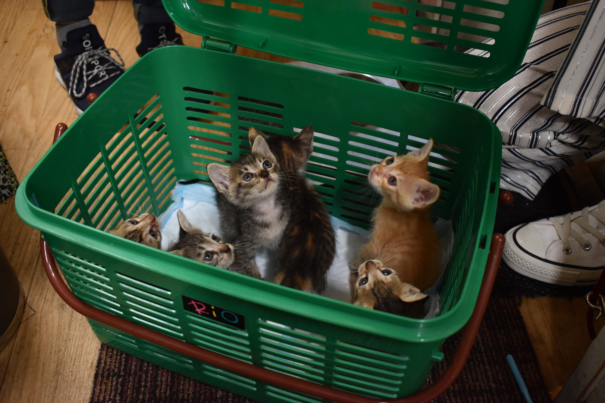 protective_cat7