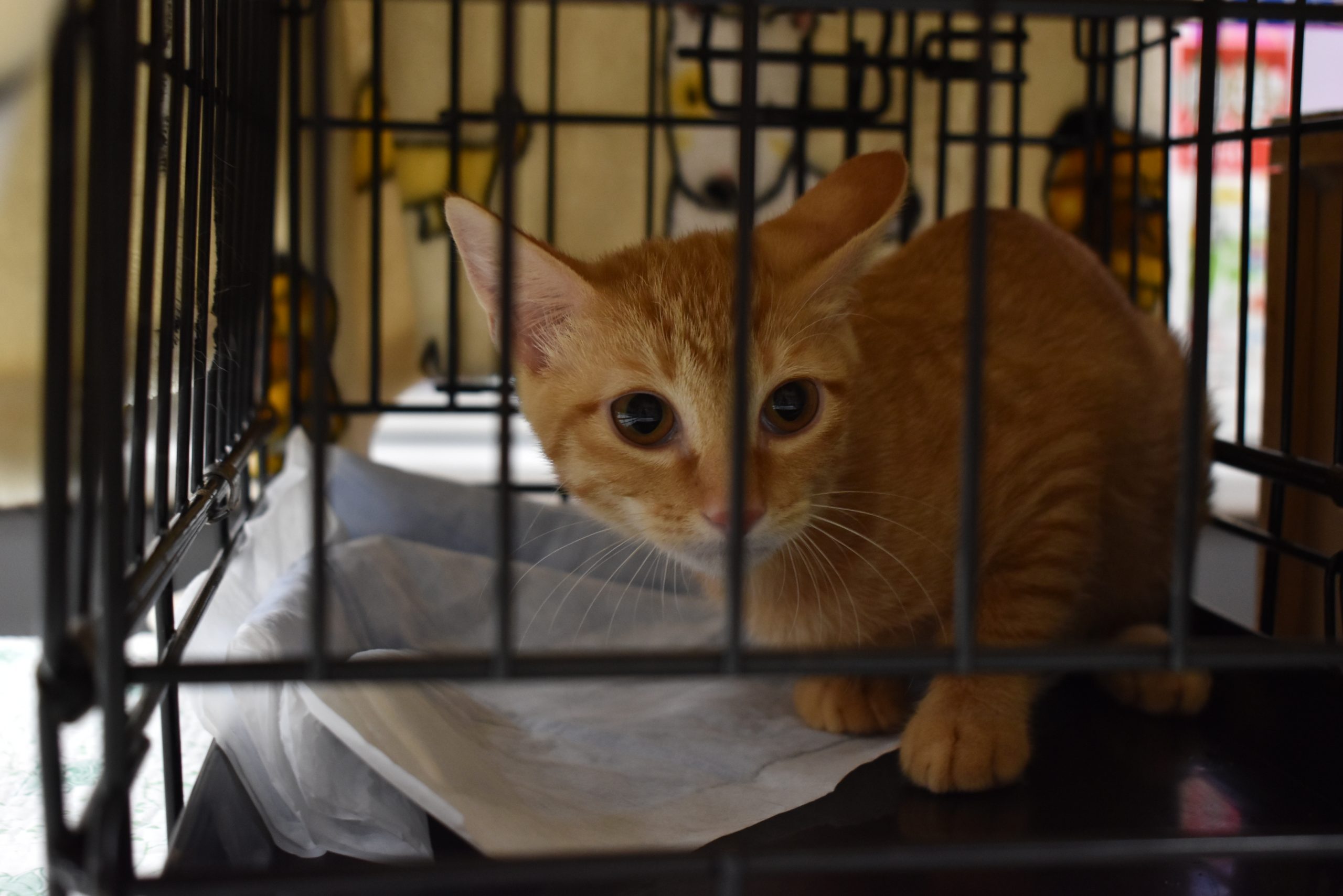 protective_cat5