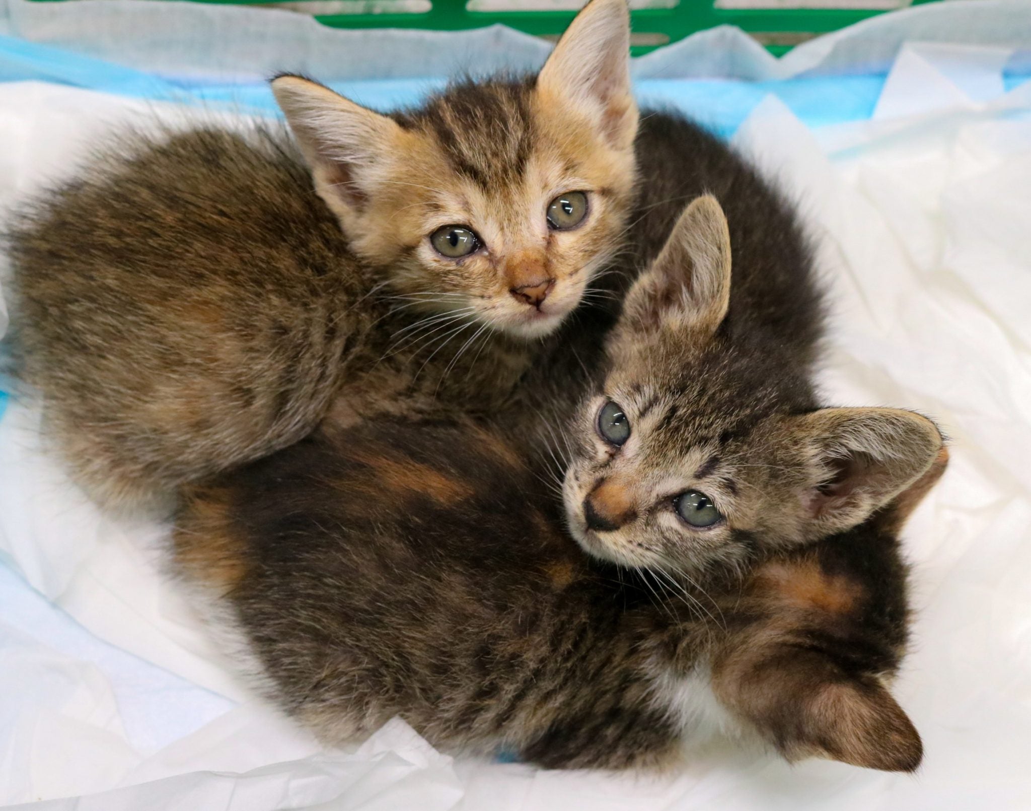 protective_cat8