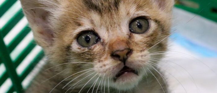 cat_5