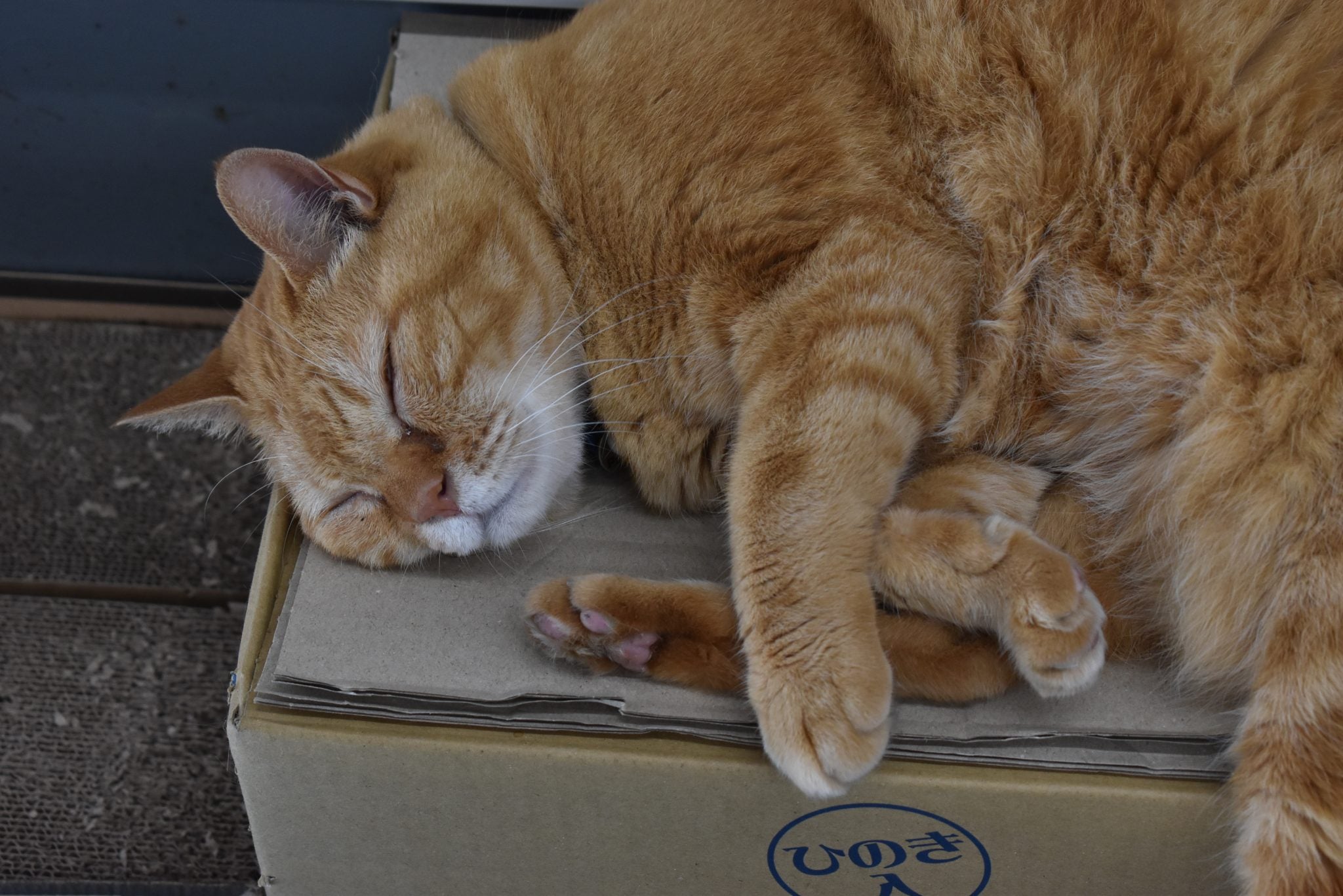 protective_cat3